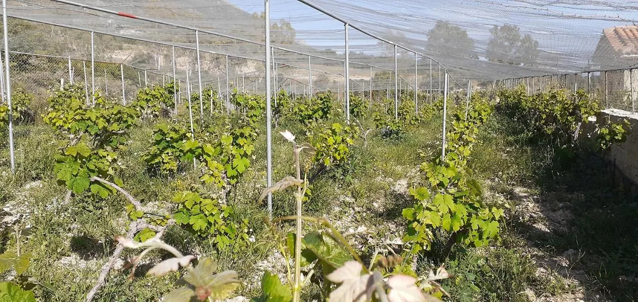 Liocharis Akro 1 Λουρδάτα 0*,  Ελλάδα